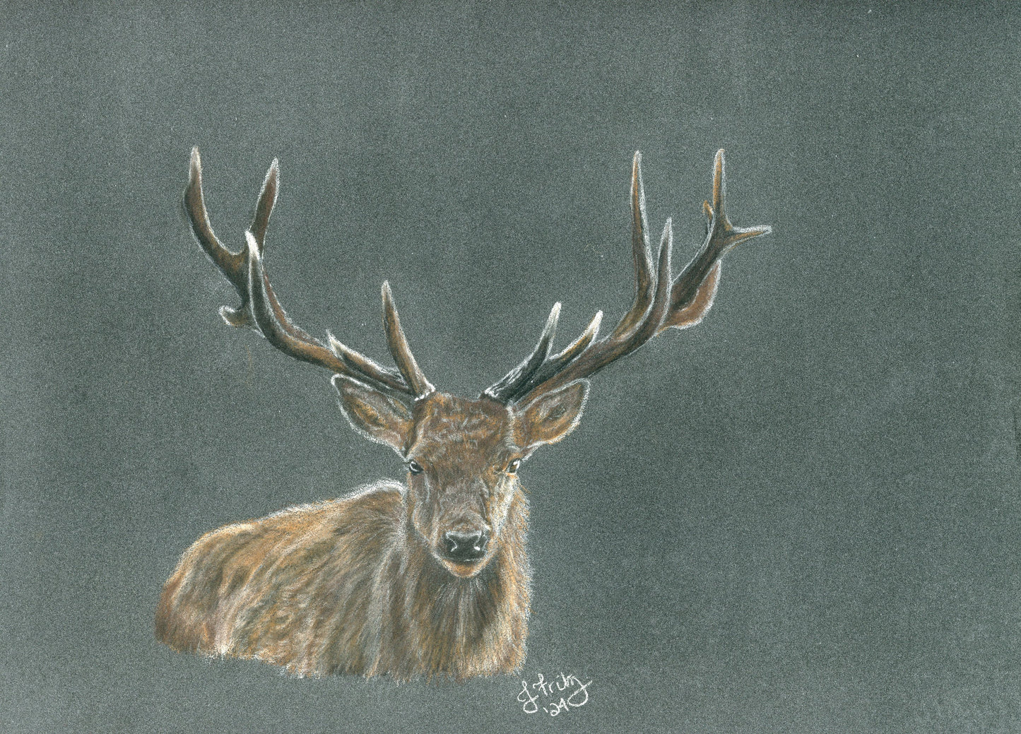 "Stag" – Original Colored Pencil Artwork