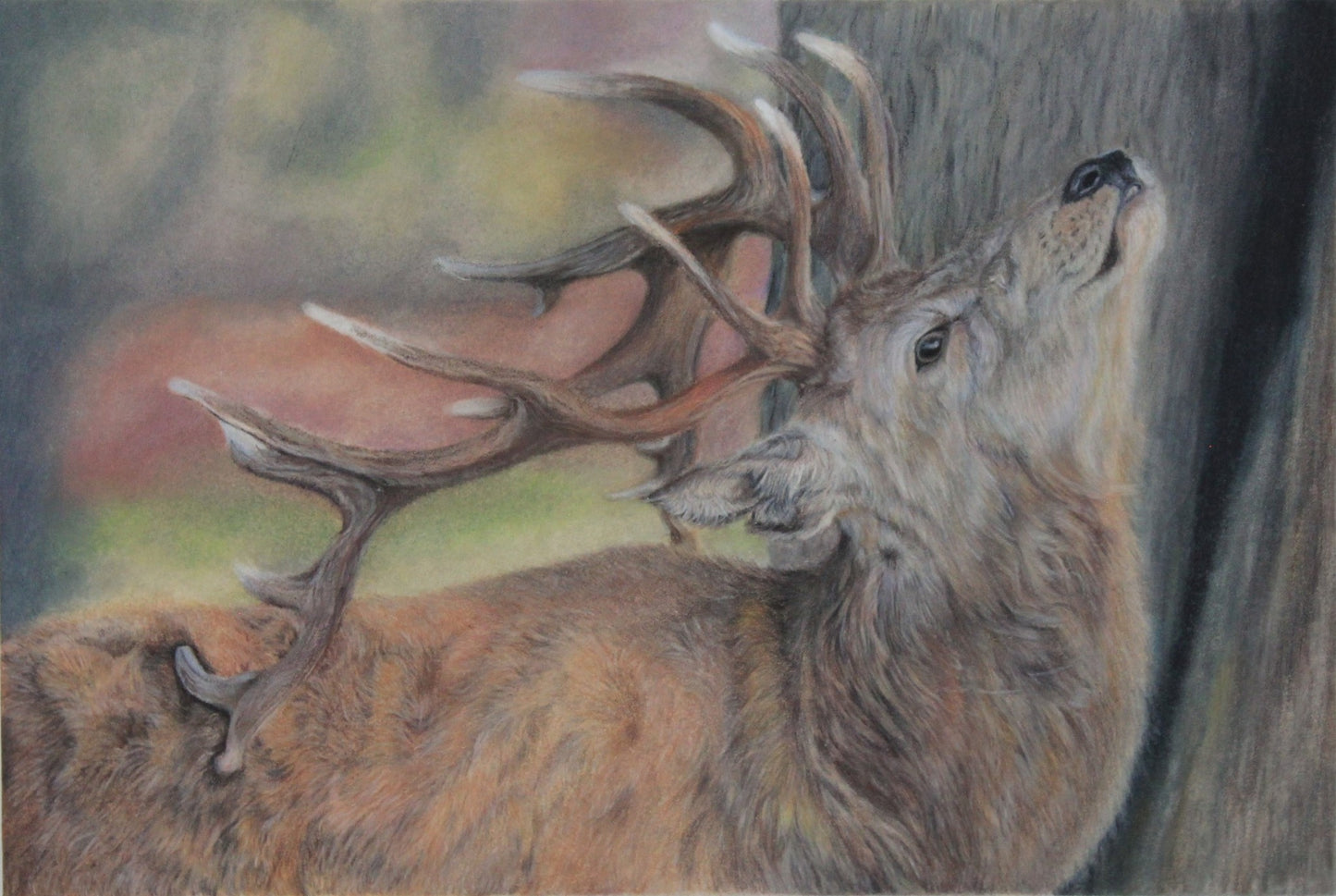 Scratch an Itch – Original Pastel & Colored Pencil Artwork