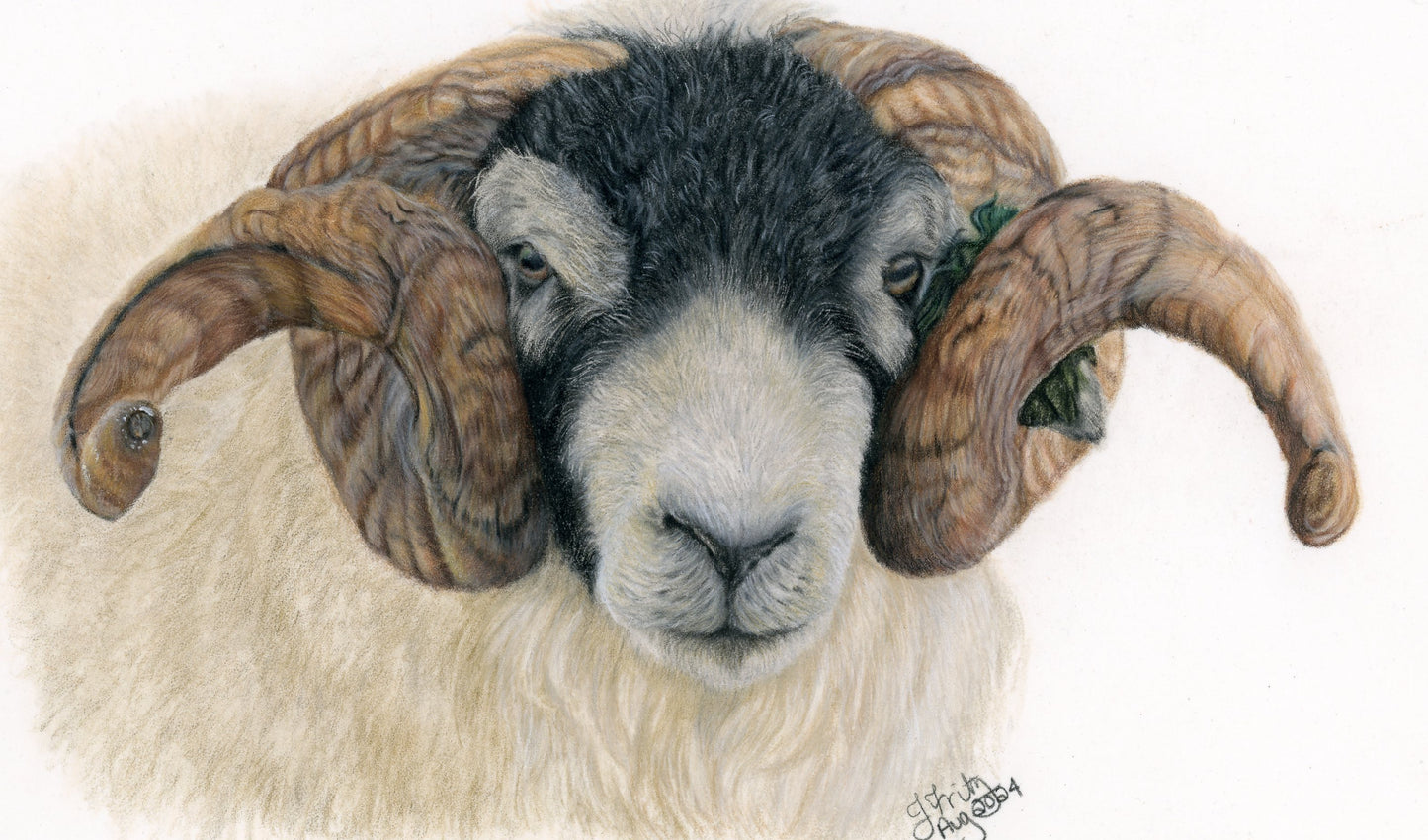 Swaledale Ram – Original Colored Pencil Artwork