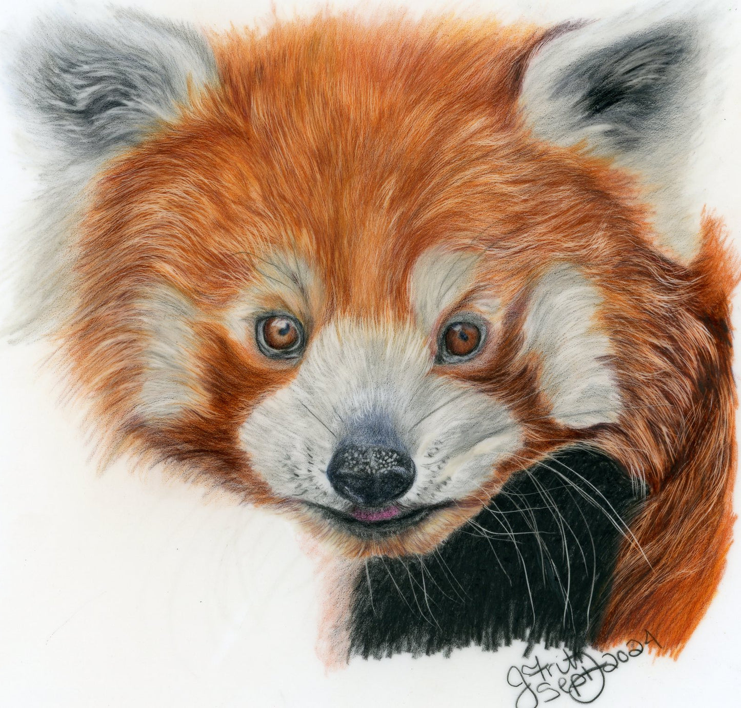 “Red Panda” – Original Colored Pencil Artwork (Framed)