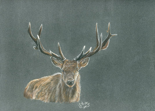 "Stag" – Original Colored Pencil Artwork