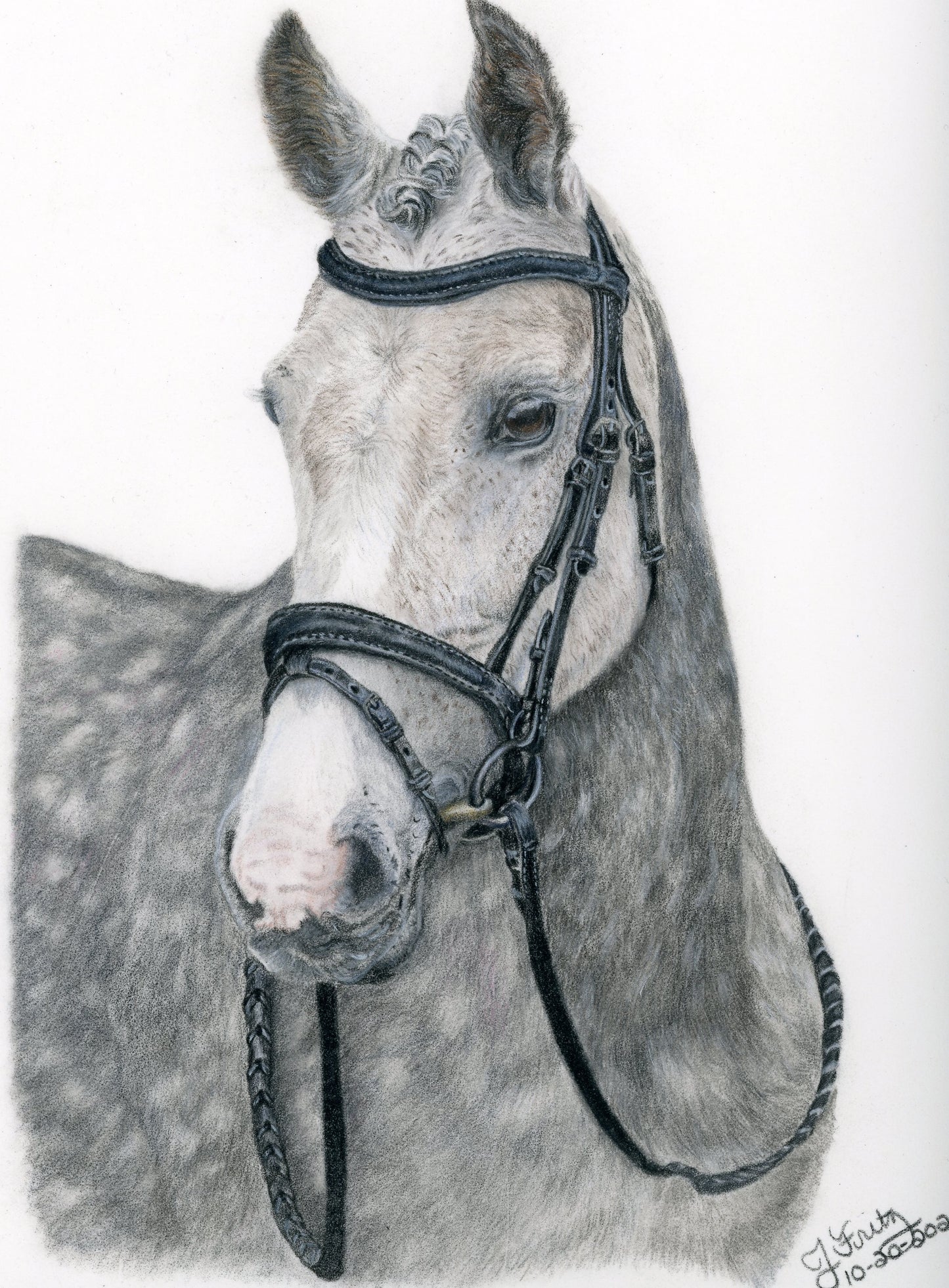 Dapple Grey- Original Colored Pencil Artwork (Framed)