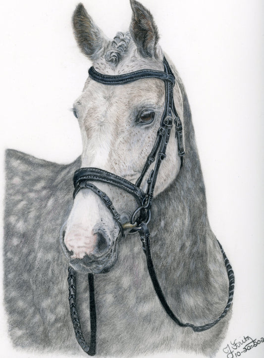 Dapple Grey- Original Colored Pencil Artwork (Framed)