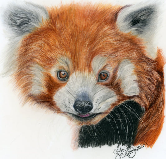 “Red Panda” – Original Colored Pencil Artwork (Framed)